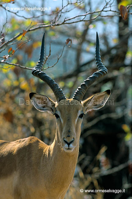 Impala 21-25-01